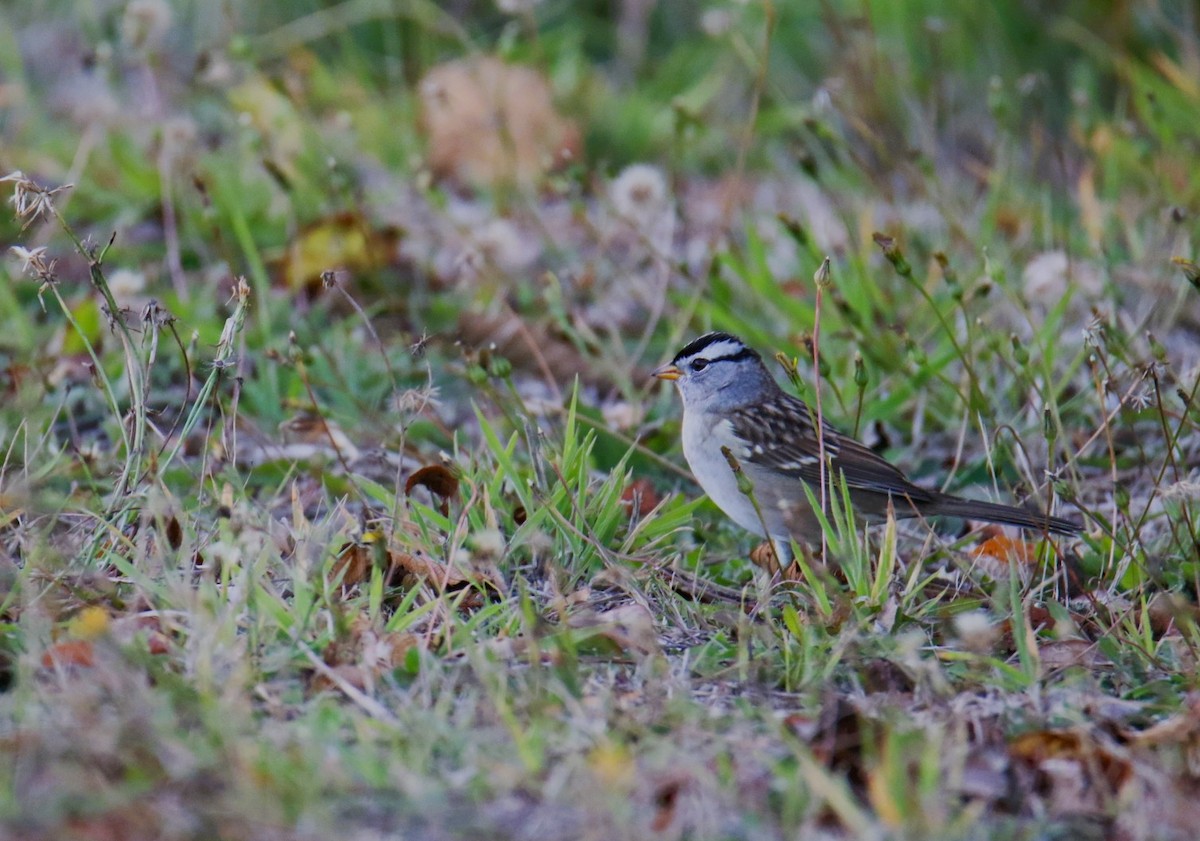 Бруант білобровий - ML643426407