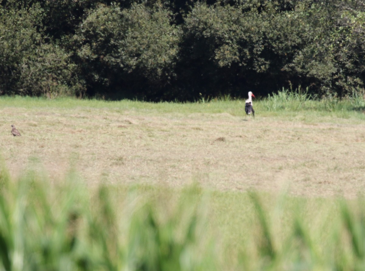 White Stork - ML643426408