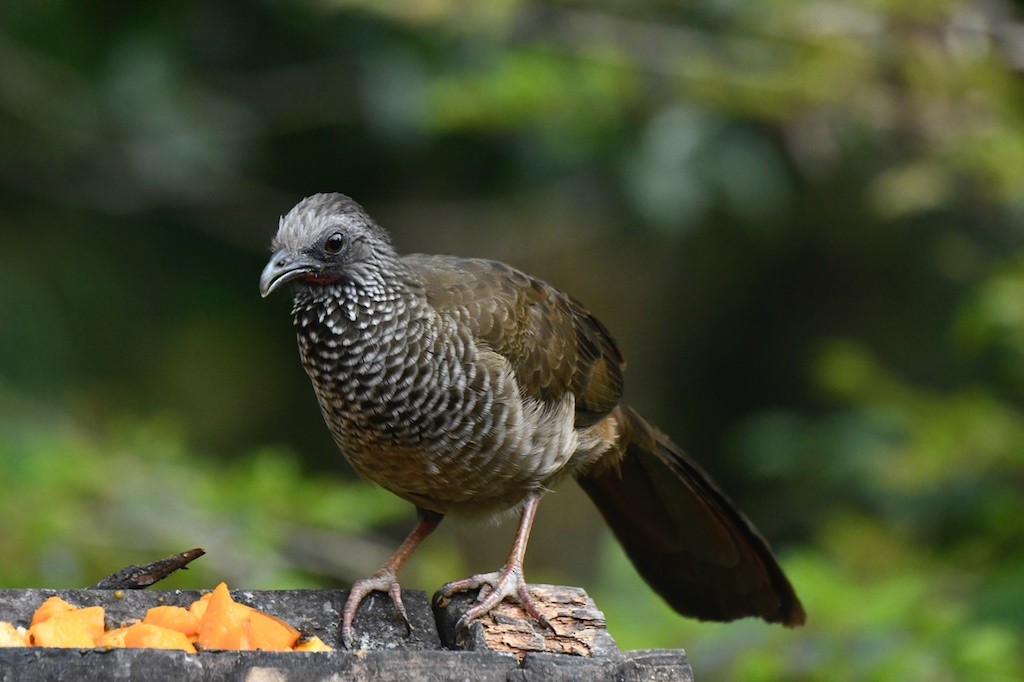 Speckled Chachalaca - ML643426412