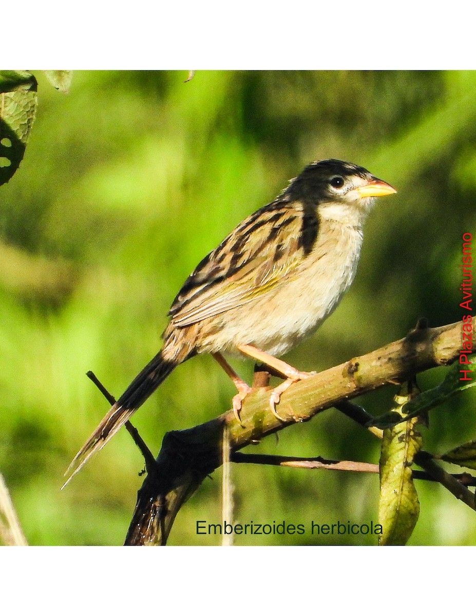Wedge-tailed Grass-Finch - ML643426415
