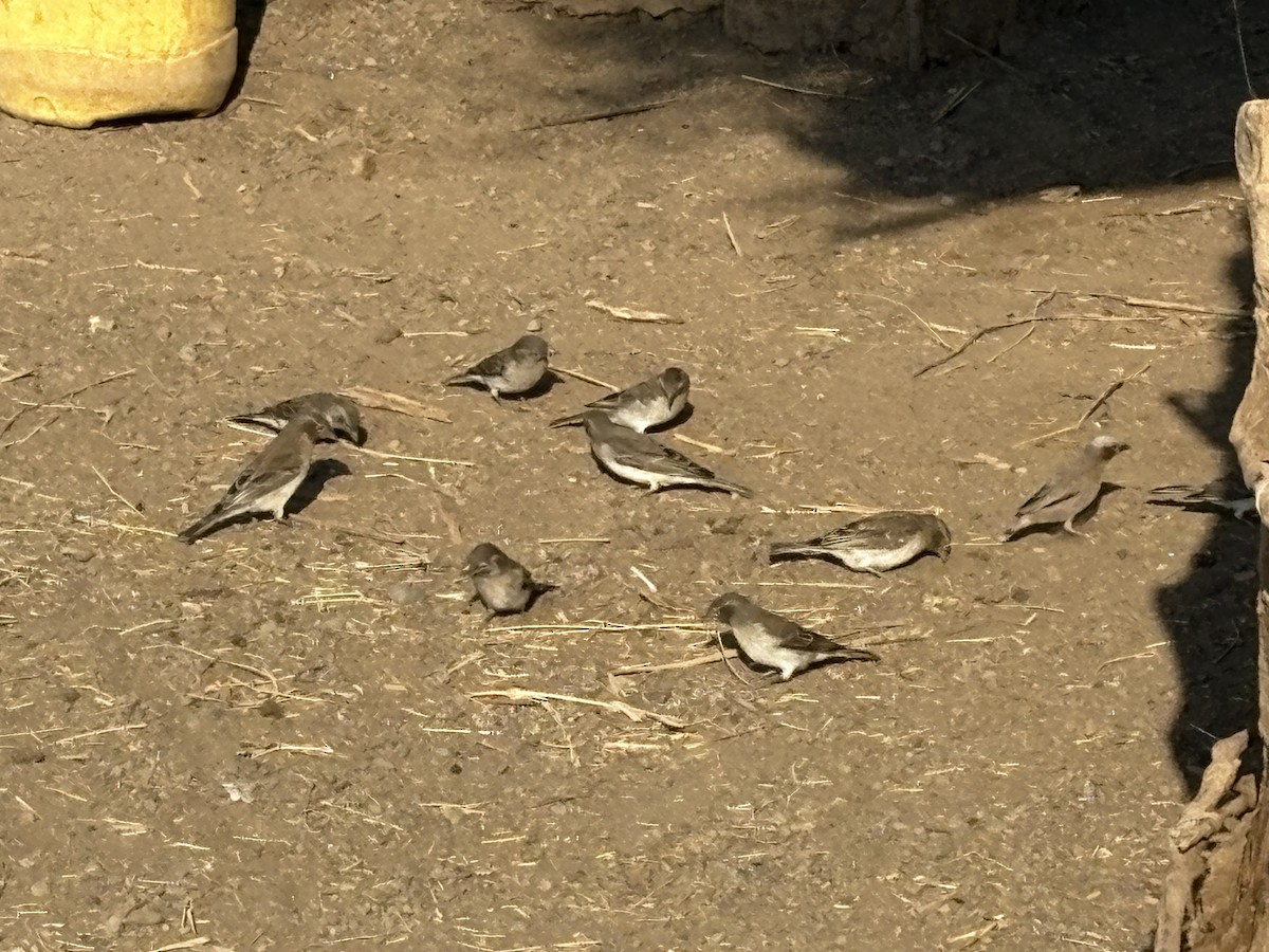 Yellow-spotted Bush Sparrow - ML643426427
