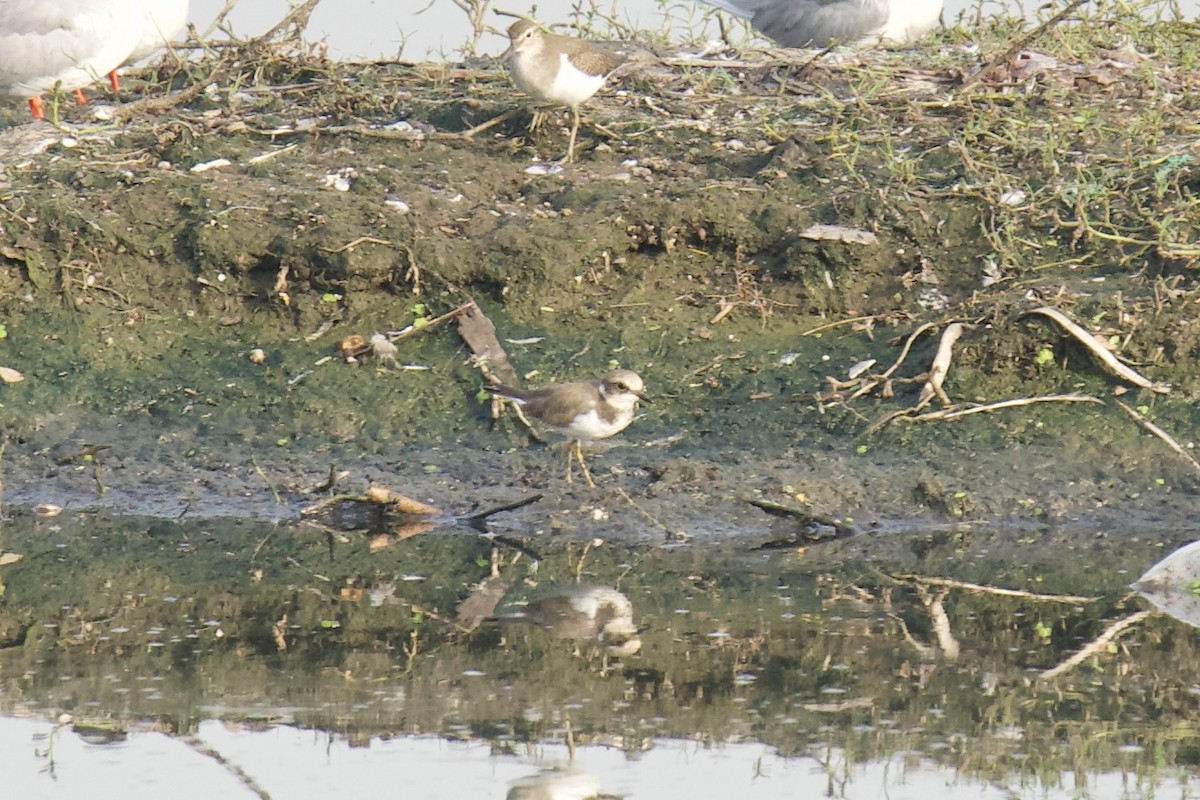 Little Ringed Plover - ML643426440
