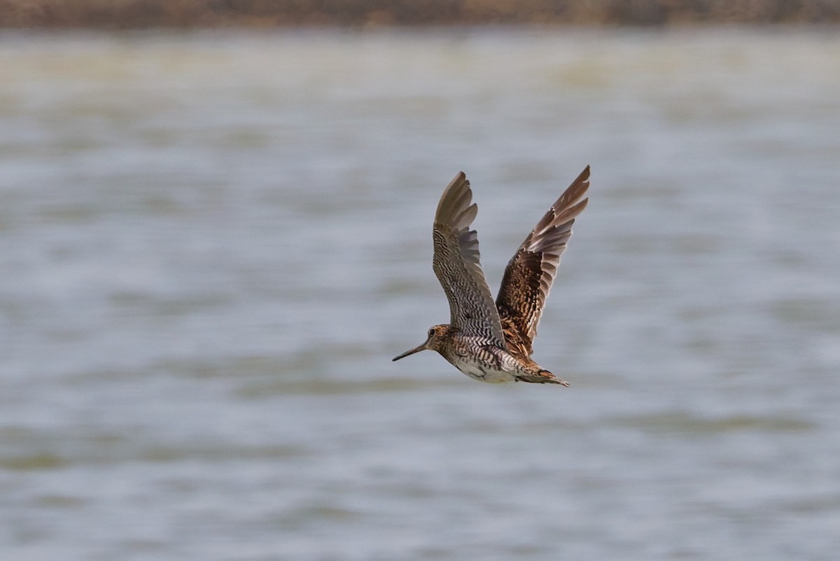 Pin-tailed Snipe - ML643426444