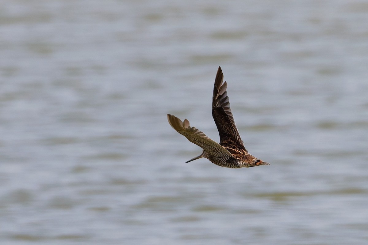 Pin-tailed Snipe - ML643426445
