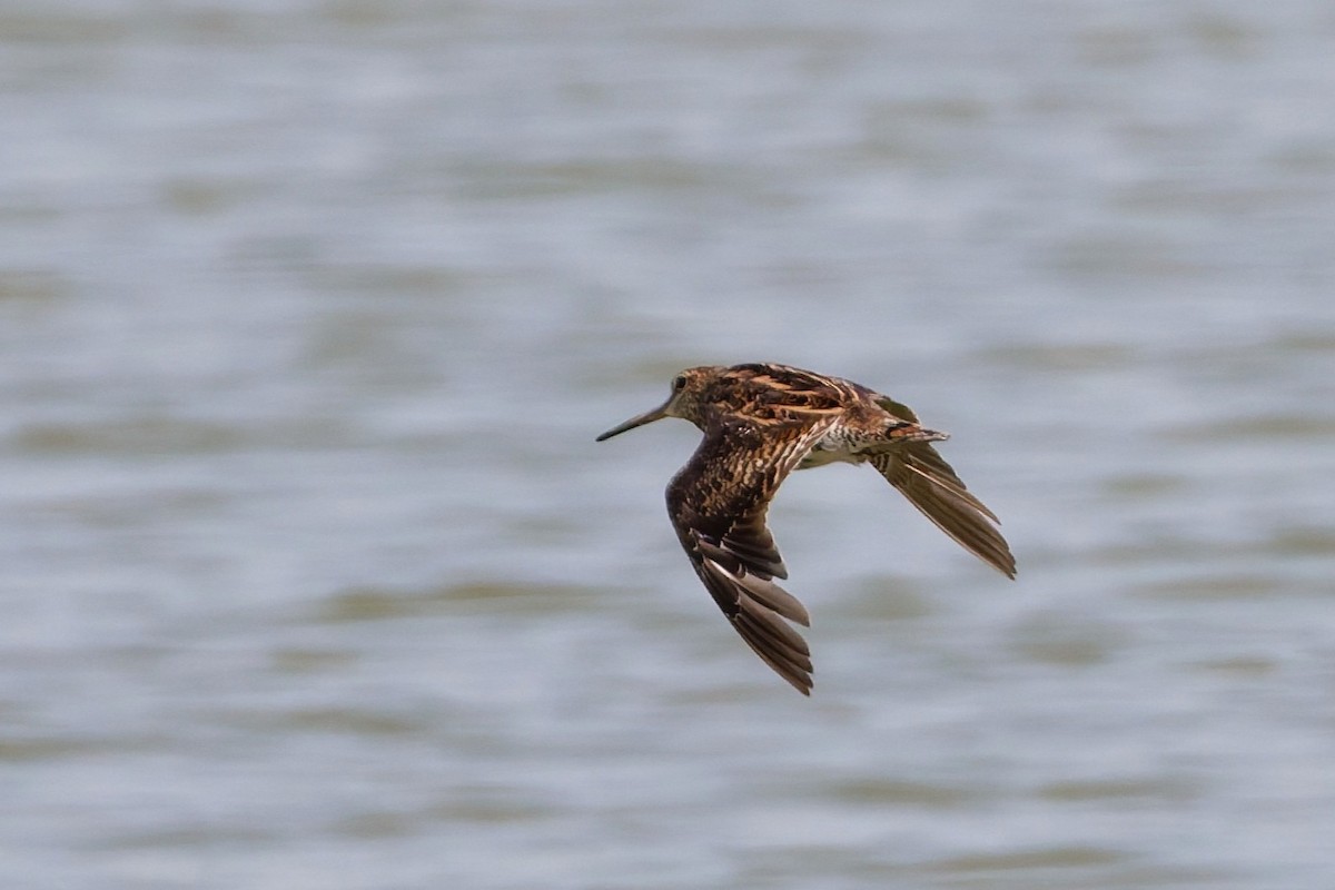 Pin-tailed Snipe - ML643426446