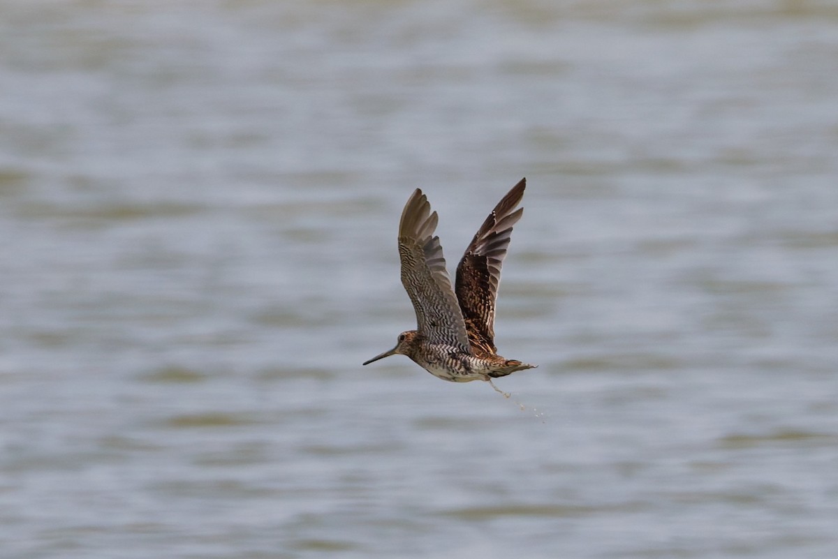 Pin-tailed Snipe - ML643426447