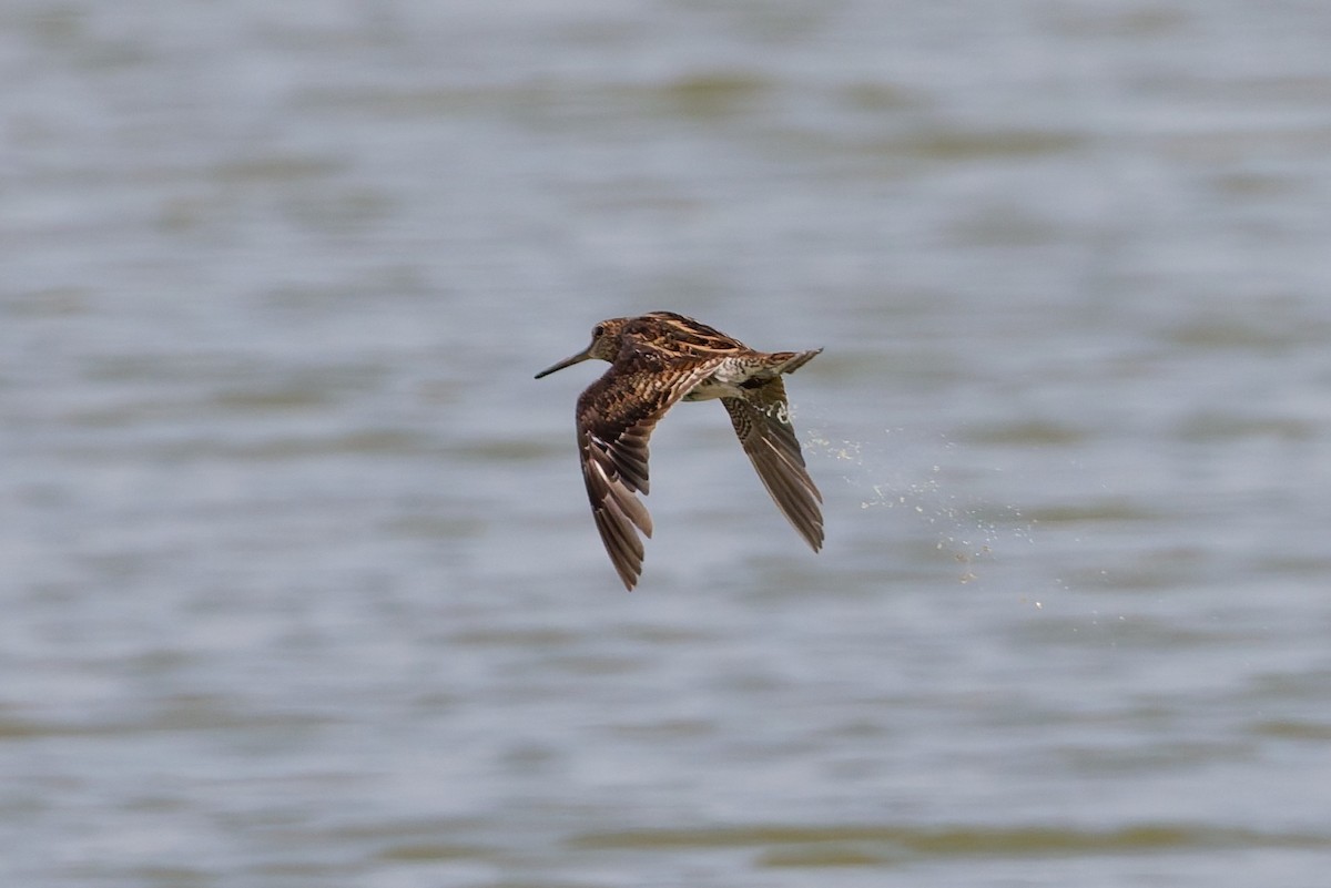 Pin-tailed Snipe - ML643426448