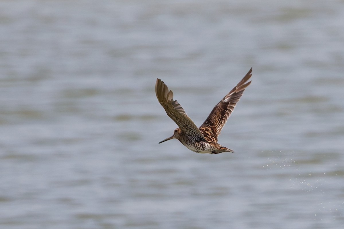 Pin-tailed Snipe - ML643426449