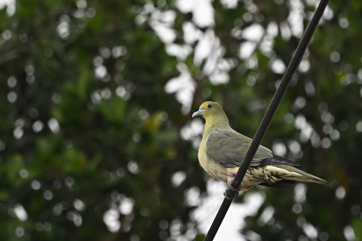 White-bellied Green-Pigeon - ML643426452