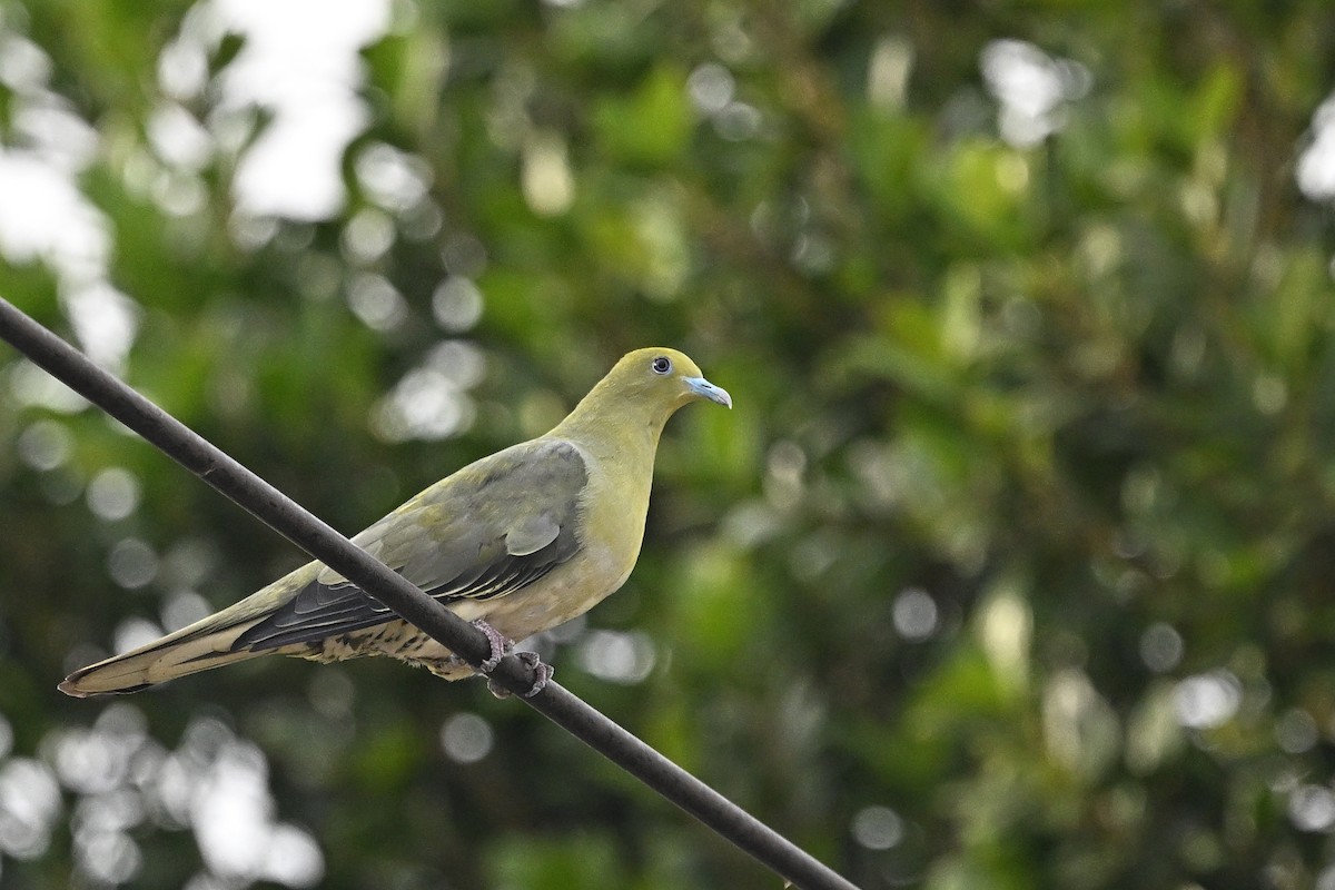 White-bellied Green-Pigeon - ML643426453