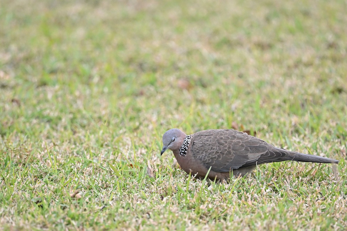 Spotted Dove - ML643426455
