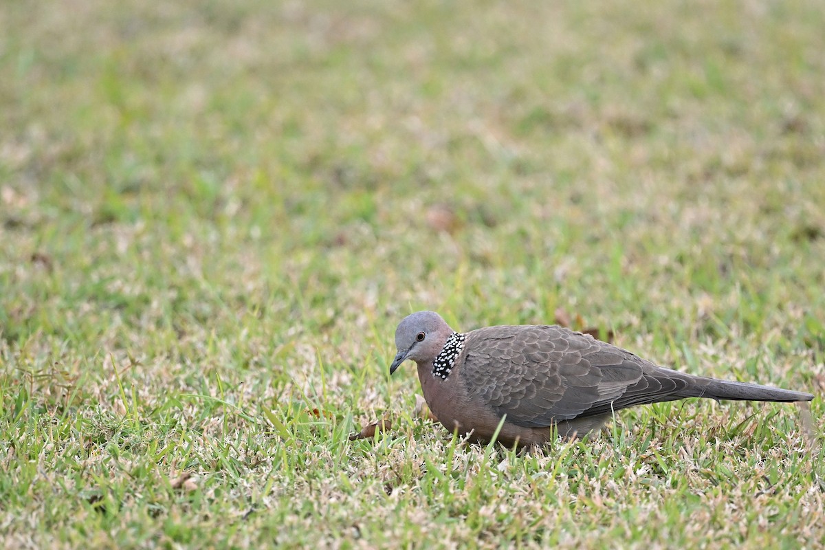 Spotted Dove - ML643426456