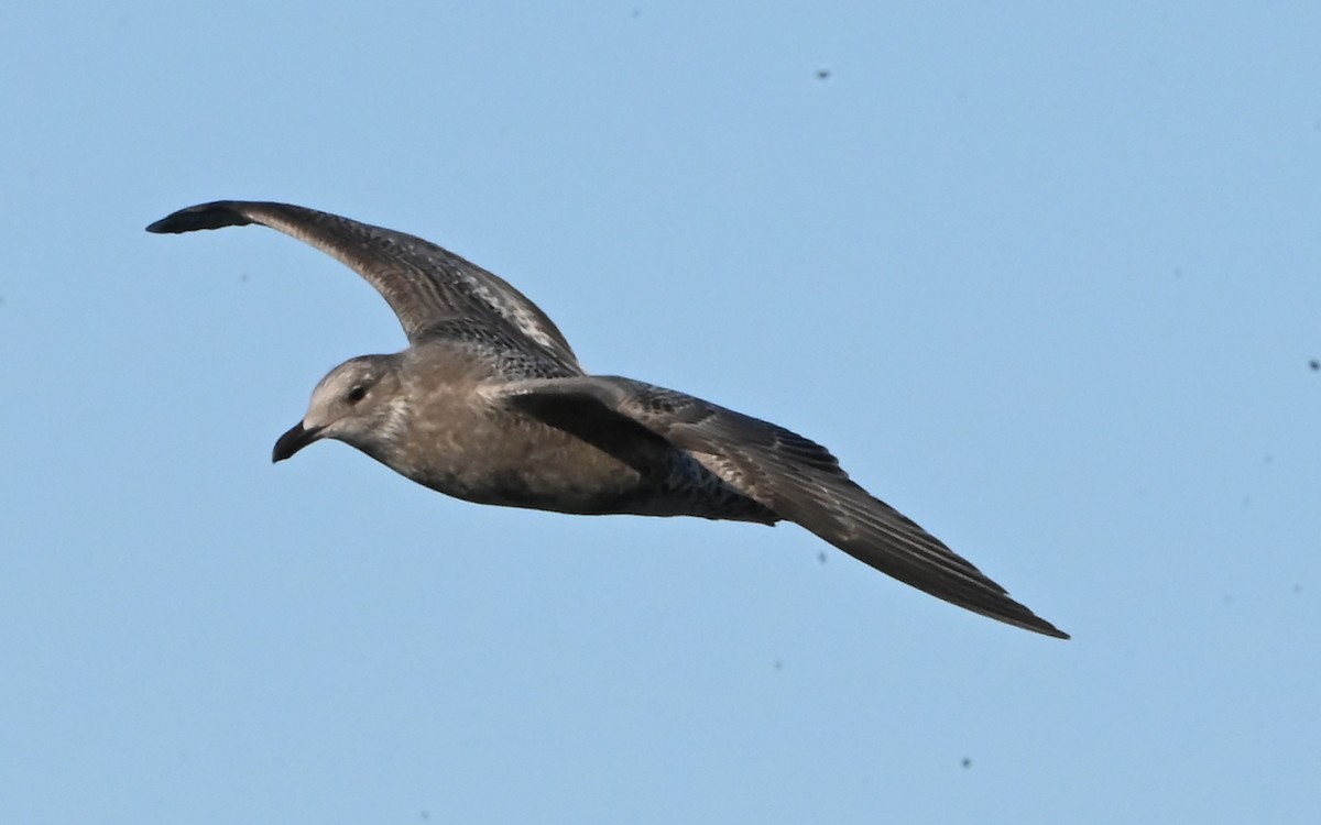 Vega Gull - ML643426460
