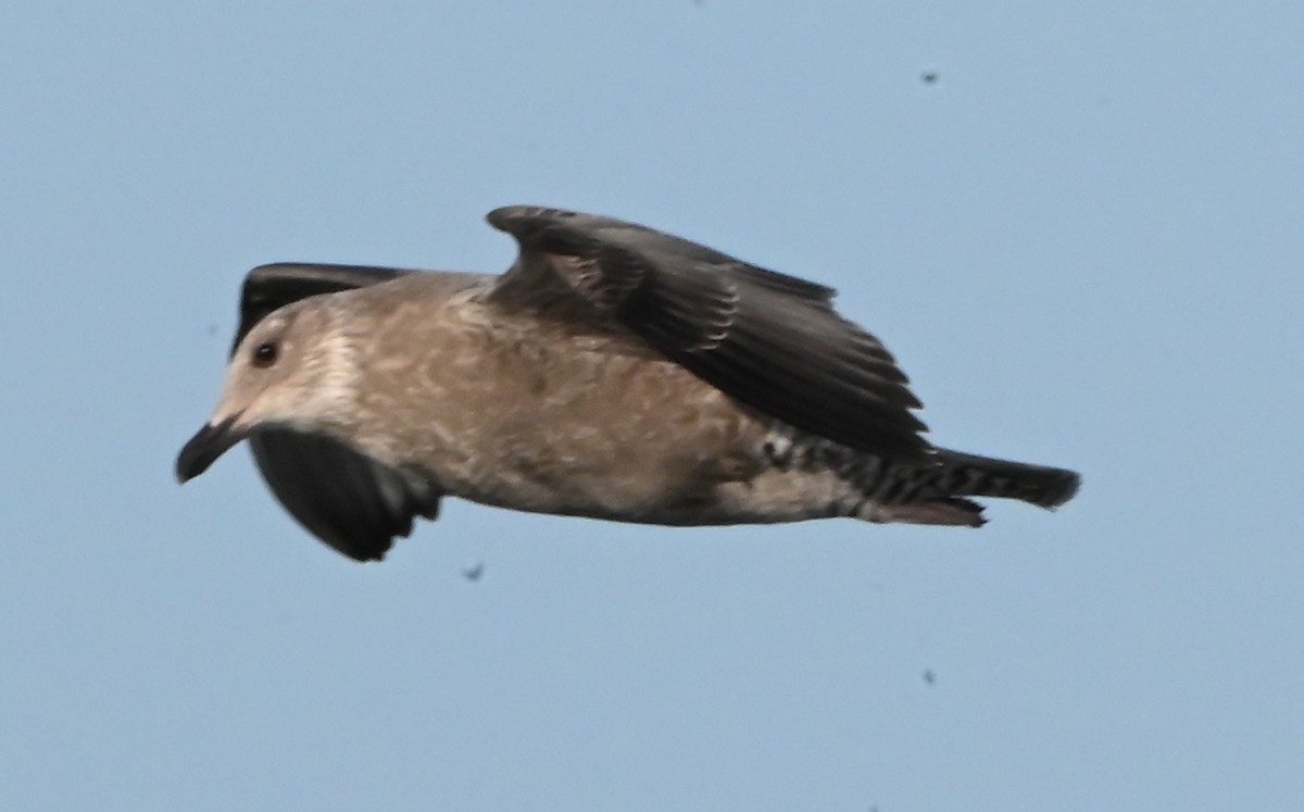 Vega Gull - ML643426461