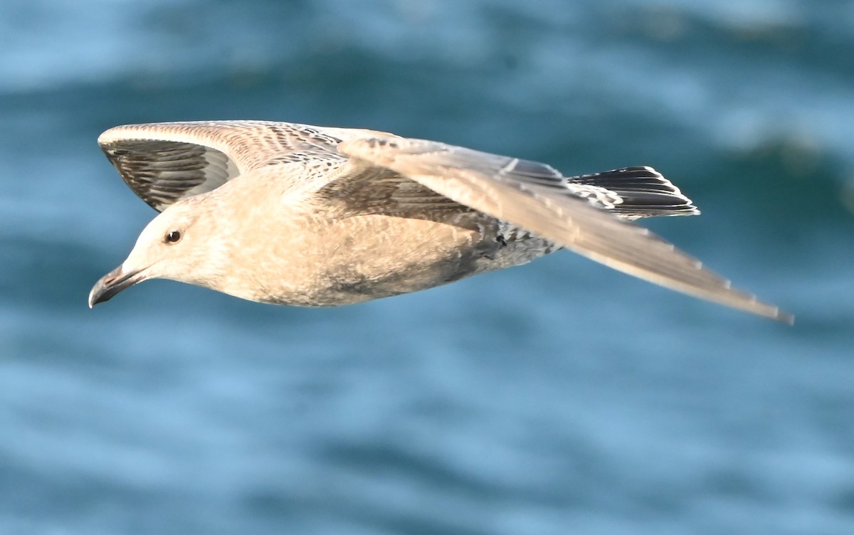 Vega Gull - ML643426462