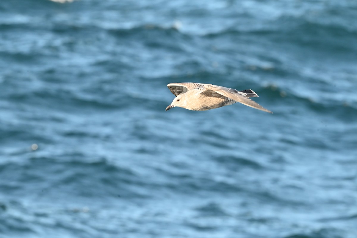 Vega Gull - ML643426463