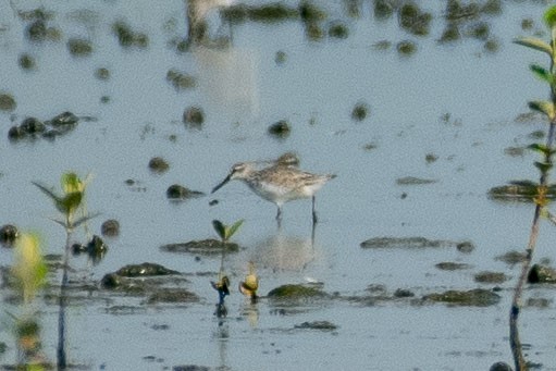 Сянби элсэг - ML643426472