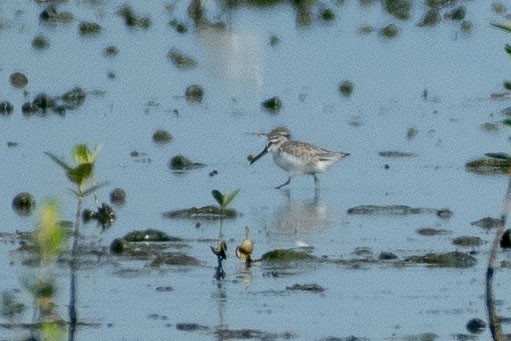 Сянби элсэг - ML643426473