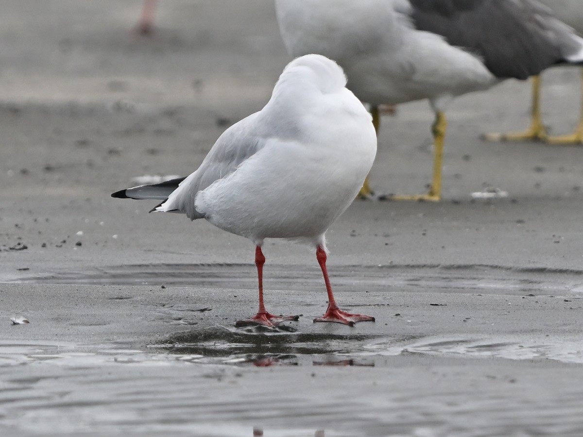 ユリカモメ - ML643426476