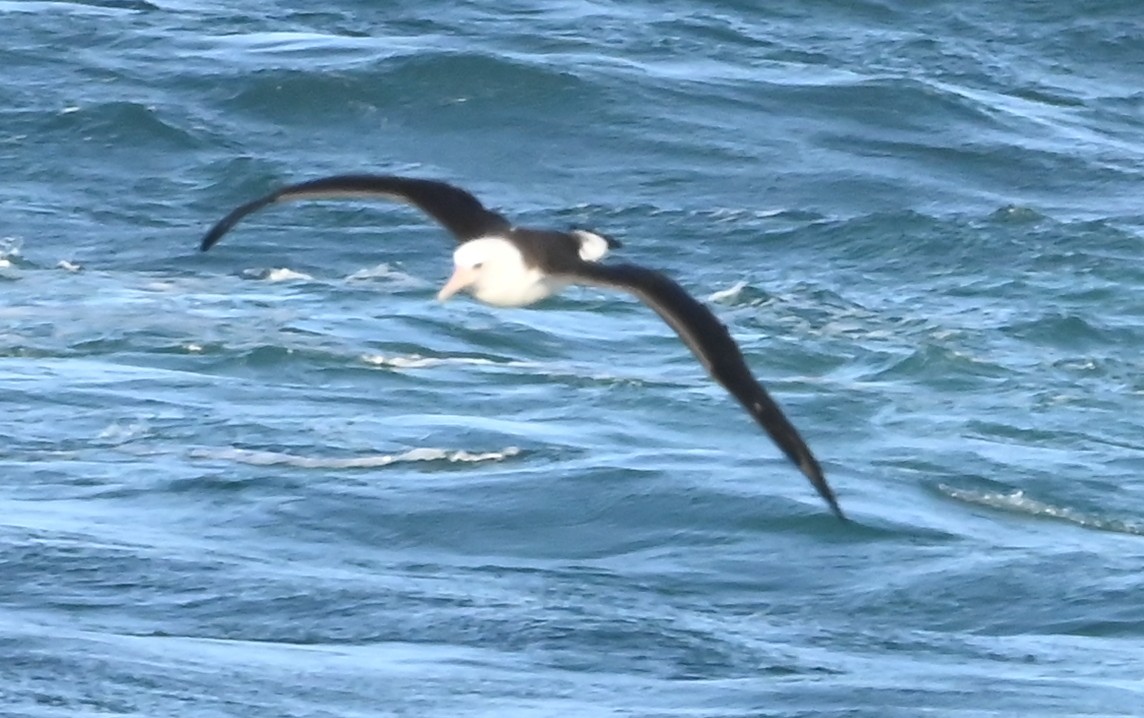 Laysanalbatros - ML643426478