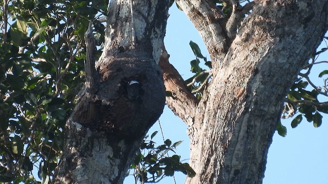 ギアナオオガシラ - ML643426491