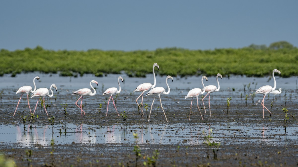 Ягаан нал - ML643426495