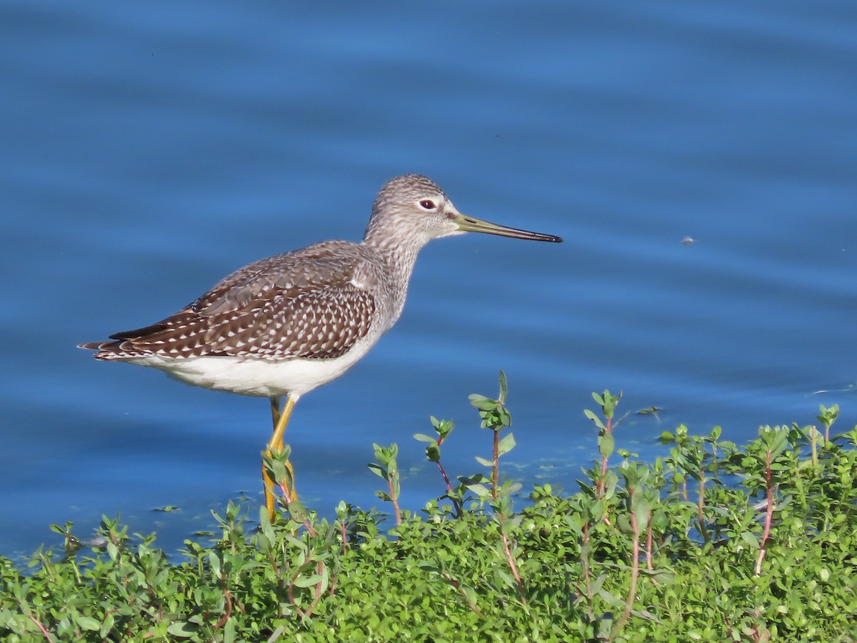 Greater Yellowlegs - ML643426498