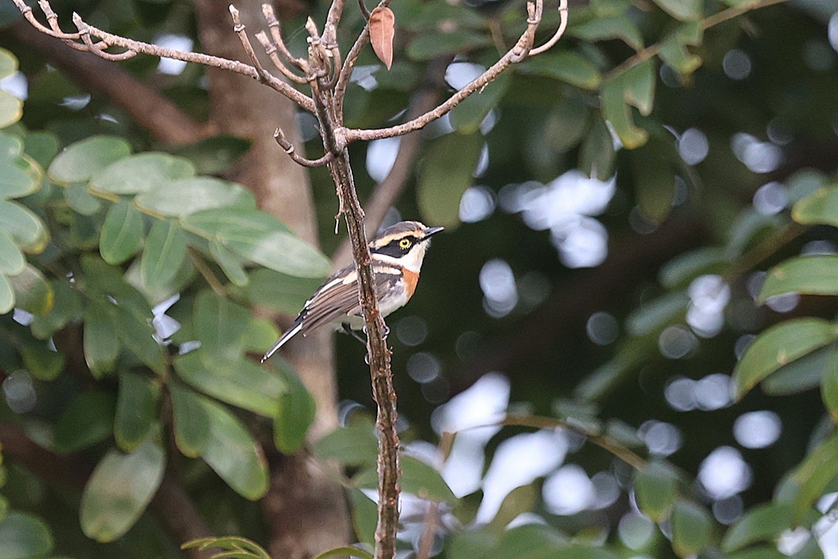 Senegal Batis - ML643426565