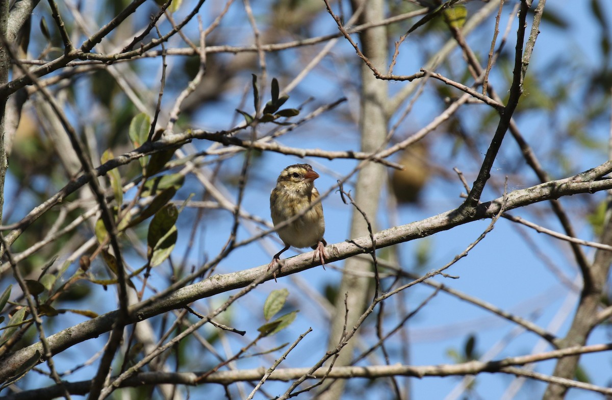 Yellow-crowned Bishop - ML643426568