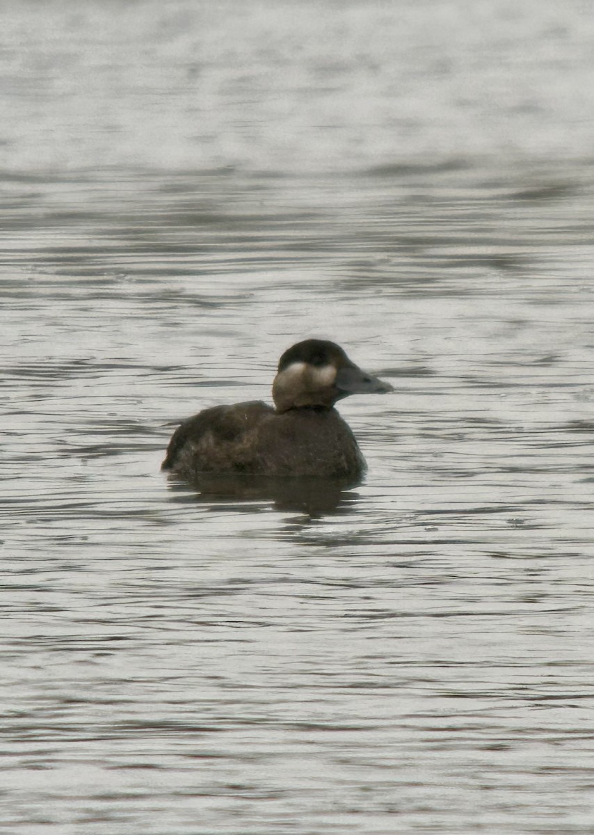 Surf Scoter - ML643426569