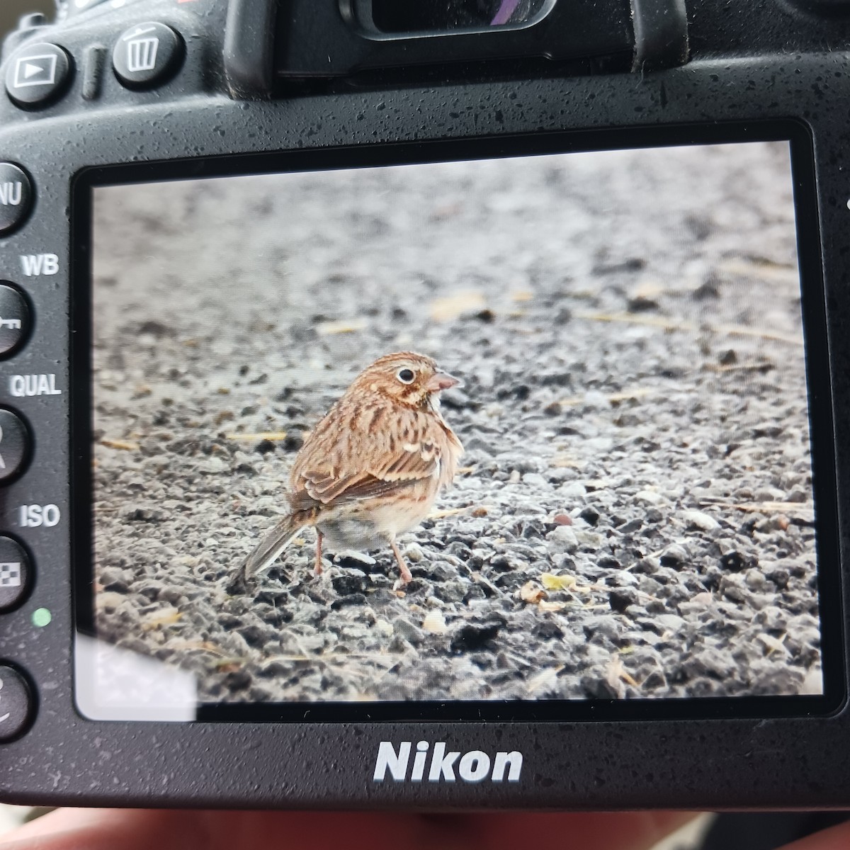 Vesper Sparrow - ML643426625