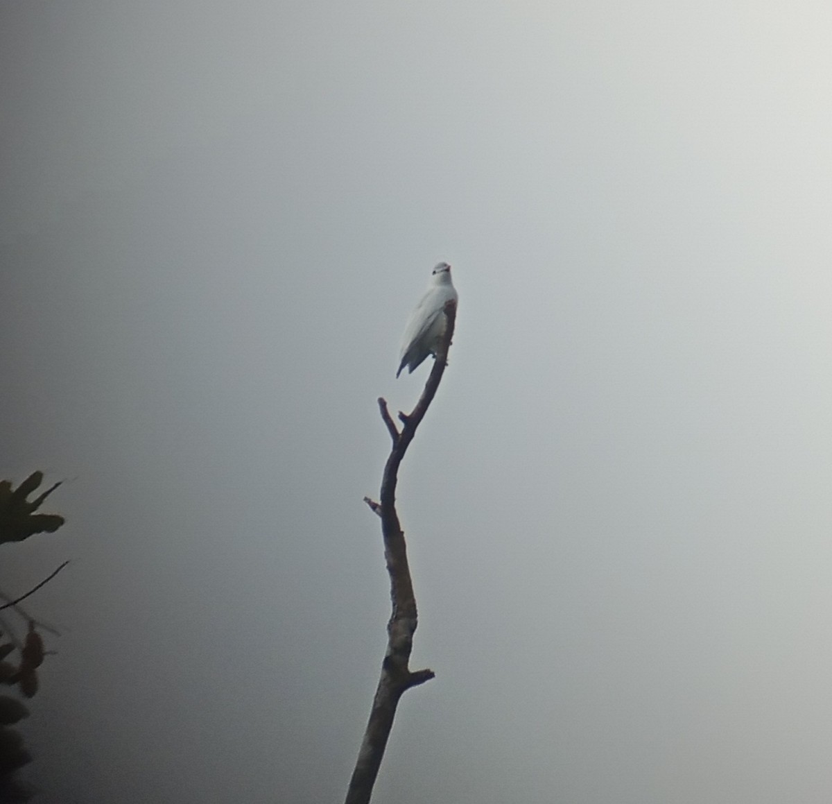 Snowy Cotinga - ML643426633