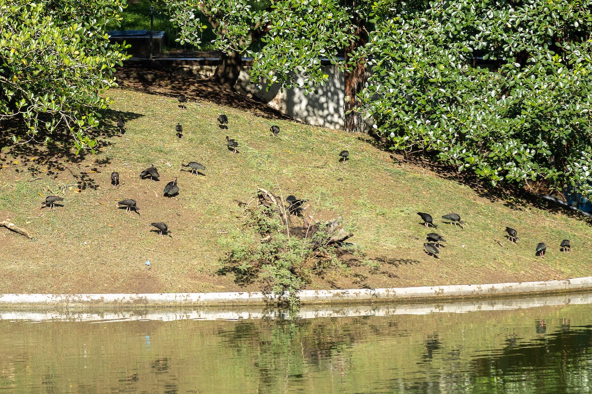 Ibis Afeitado - ML643426663