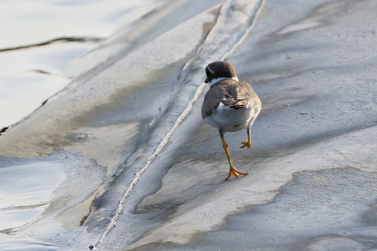 Common Ringed Plover - Simon Lloyd