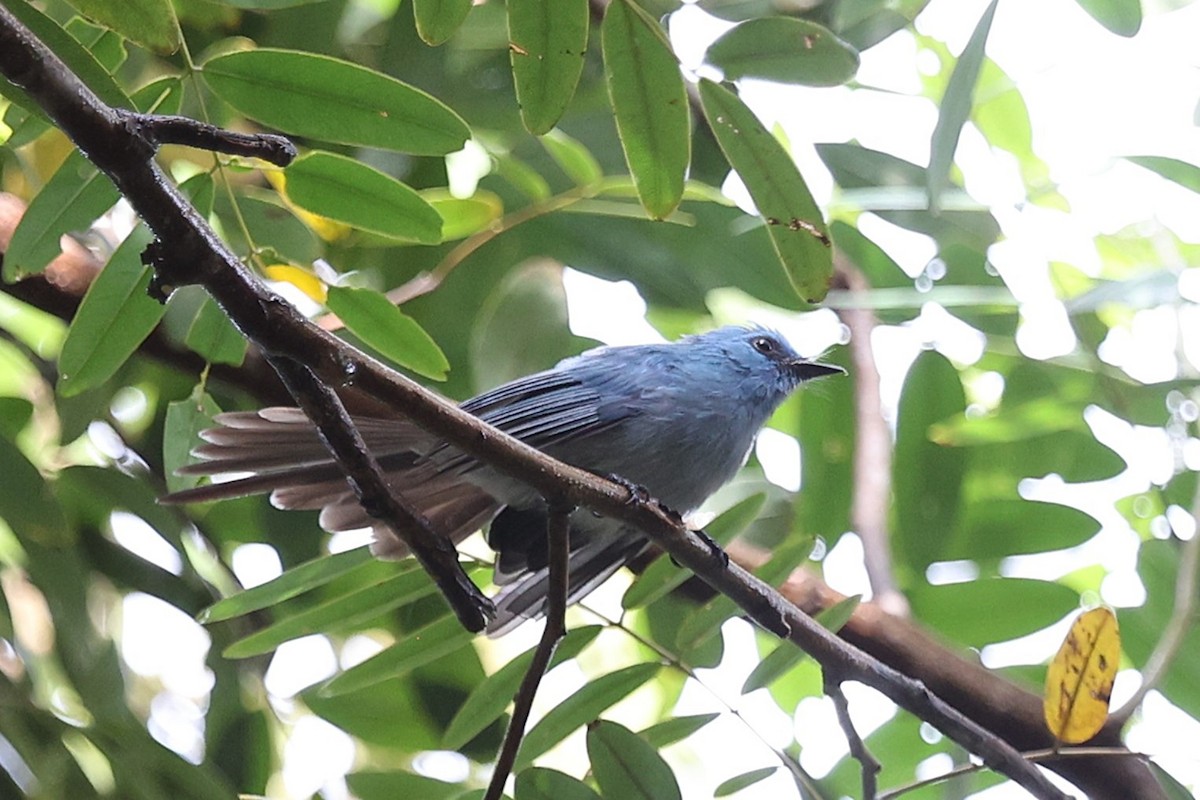 Blauhaubenschnäpper - ML643426685