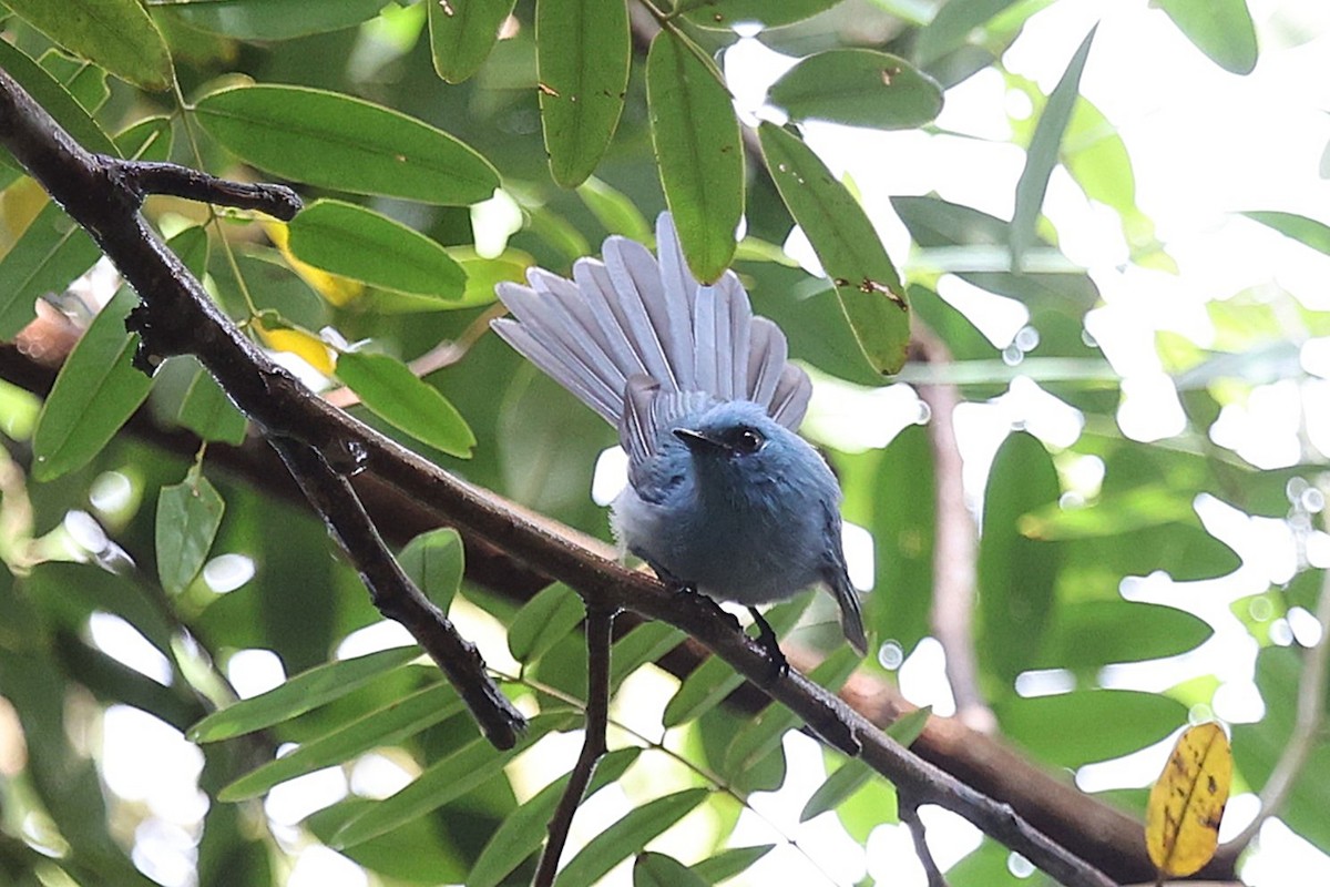 Blauhaubenschnäpper - ML643426686