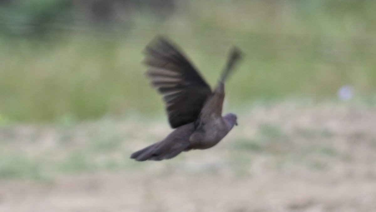 Ruddy Pigeon - ML643426704