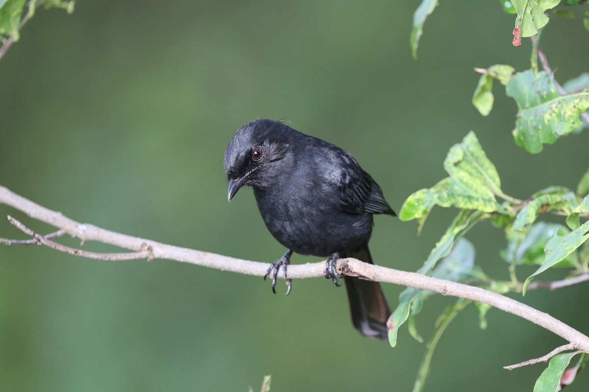 Northern Black-Flycatcher - ML643426705