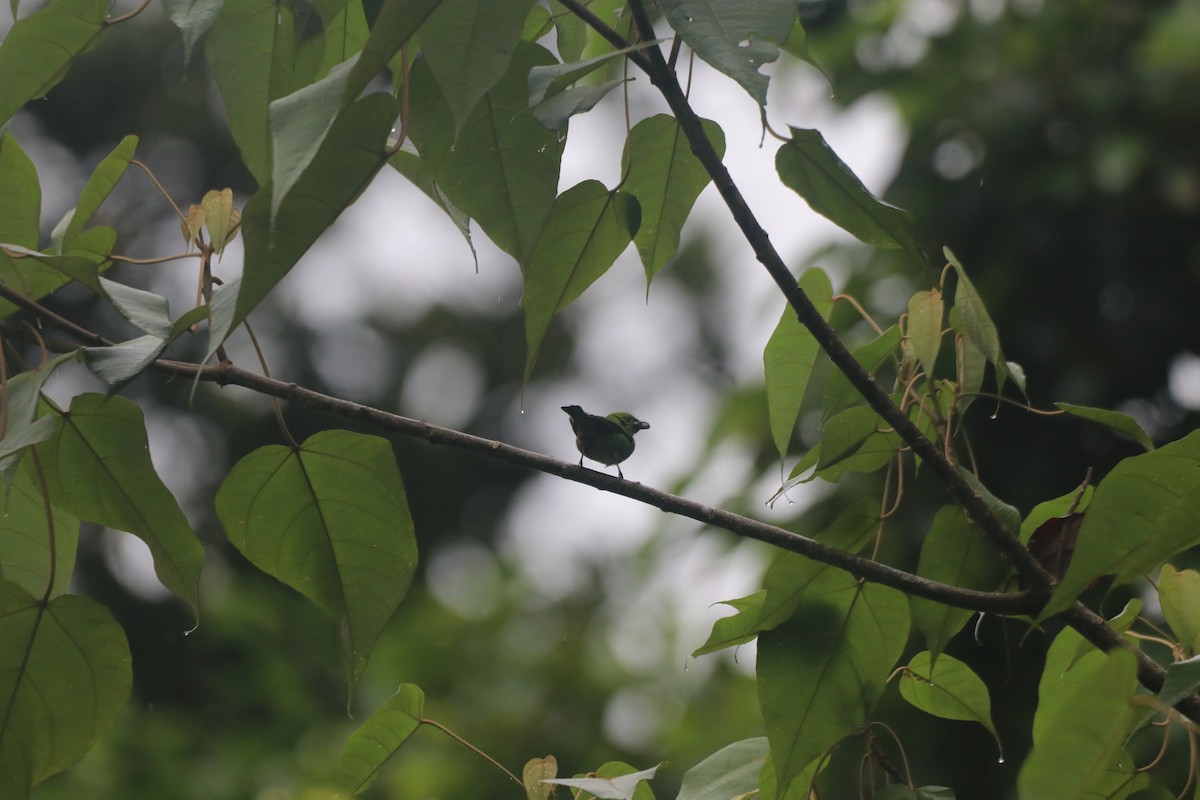 Emerald Tanager - ML643426706