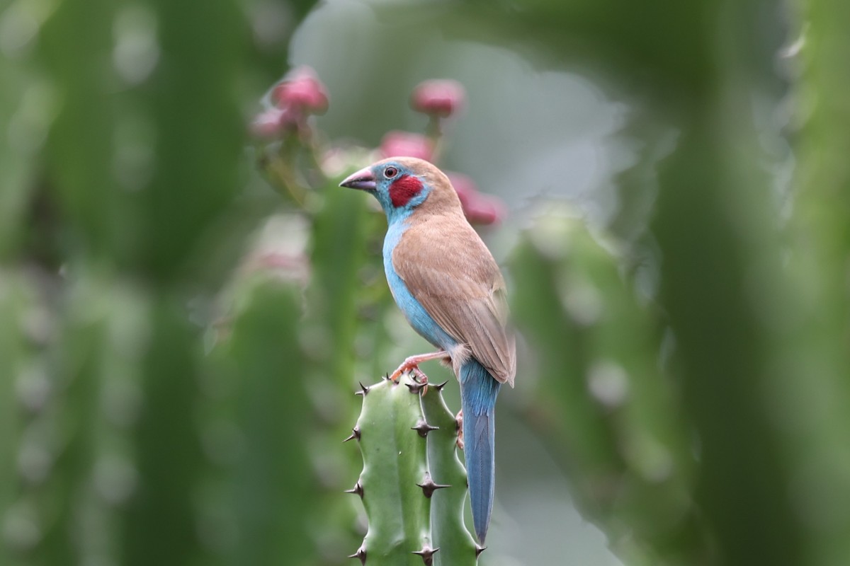 Red-cheeked Cordonbleu - ML643426715