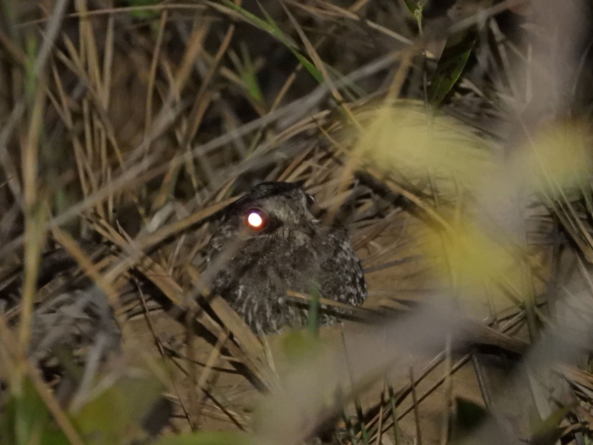 カマバネヨタカ - ML643426716
