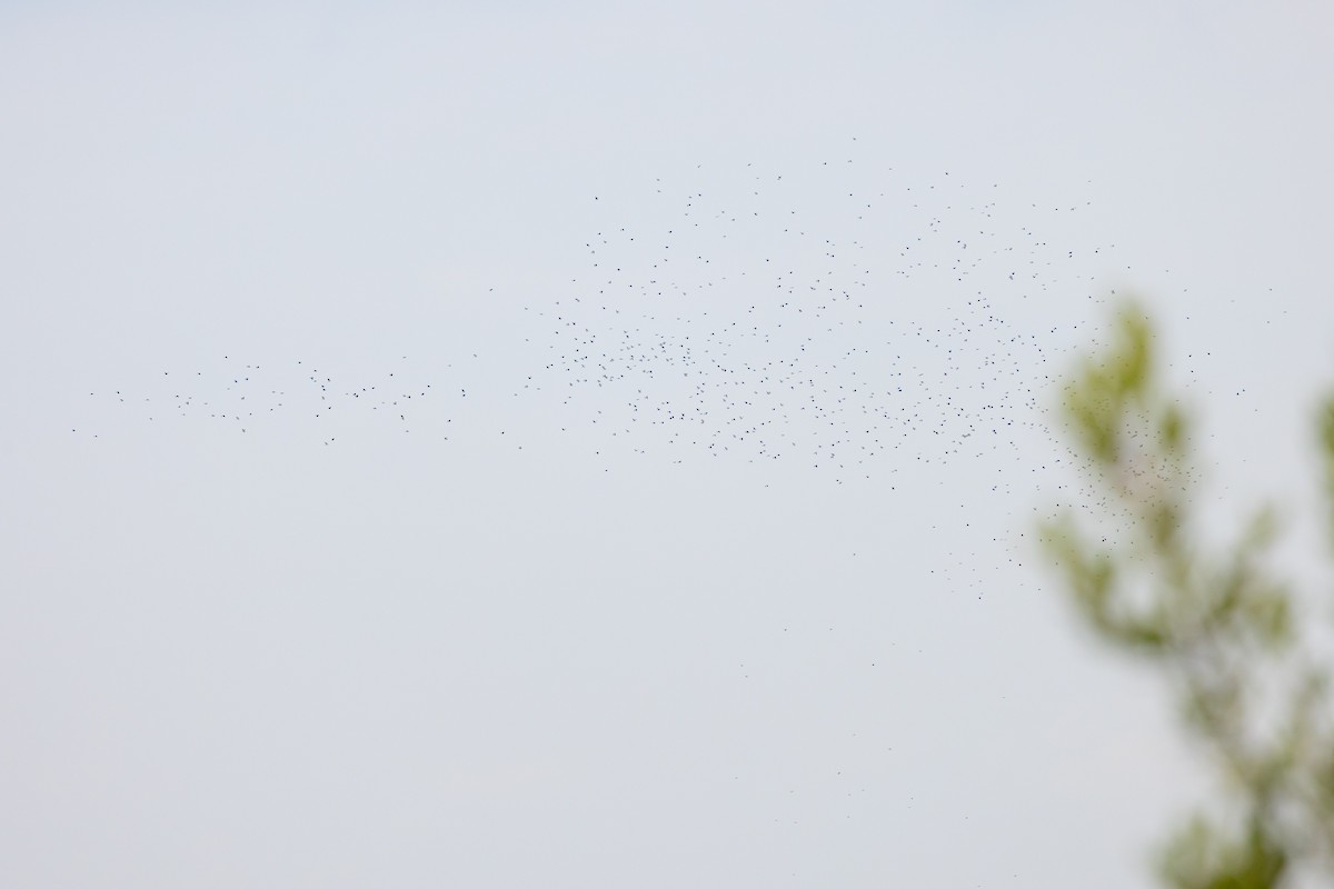 holub hřivnáč - ML643426737