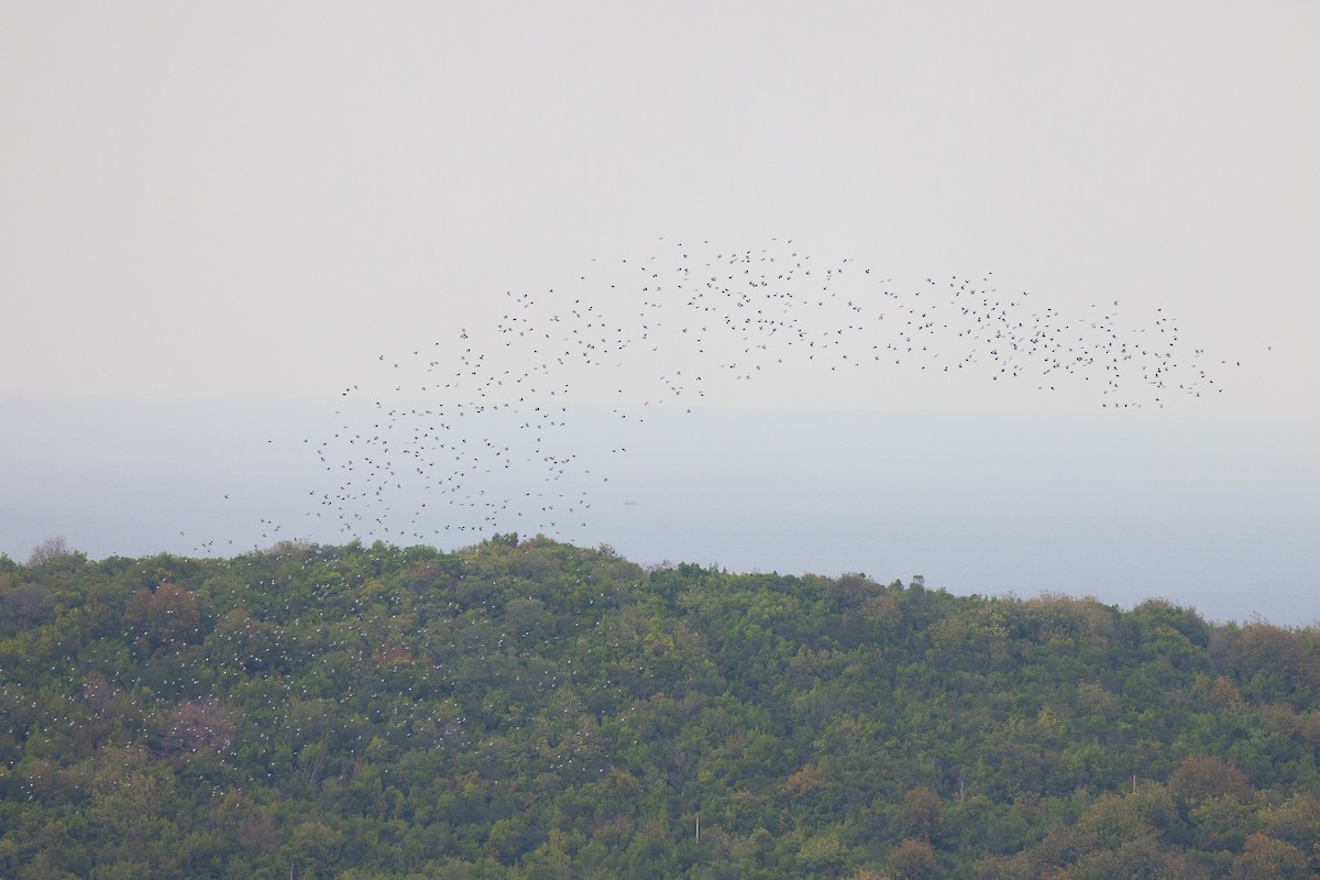 holub hřivnáč - ML643426738