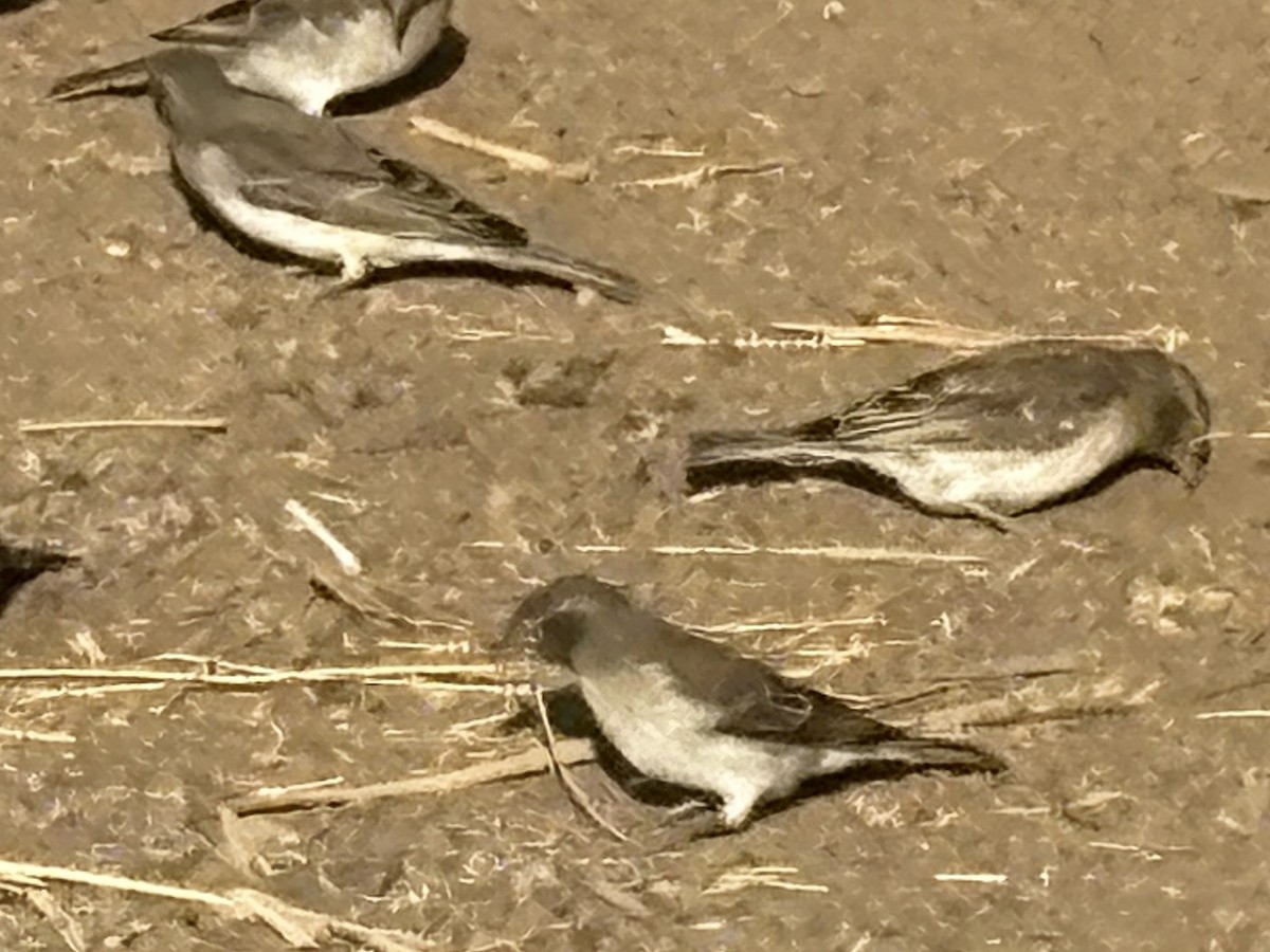 Yellow-spotted Bush Sparrow - ML643426740