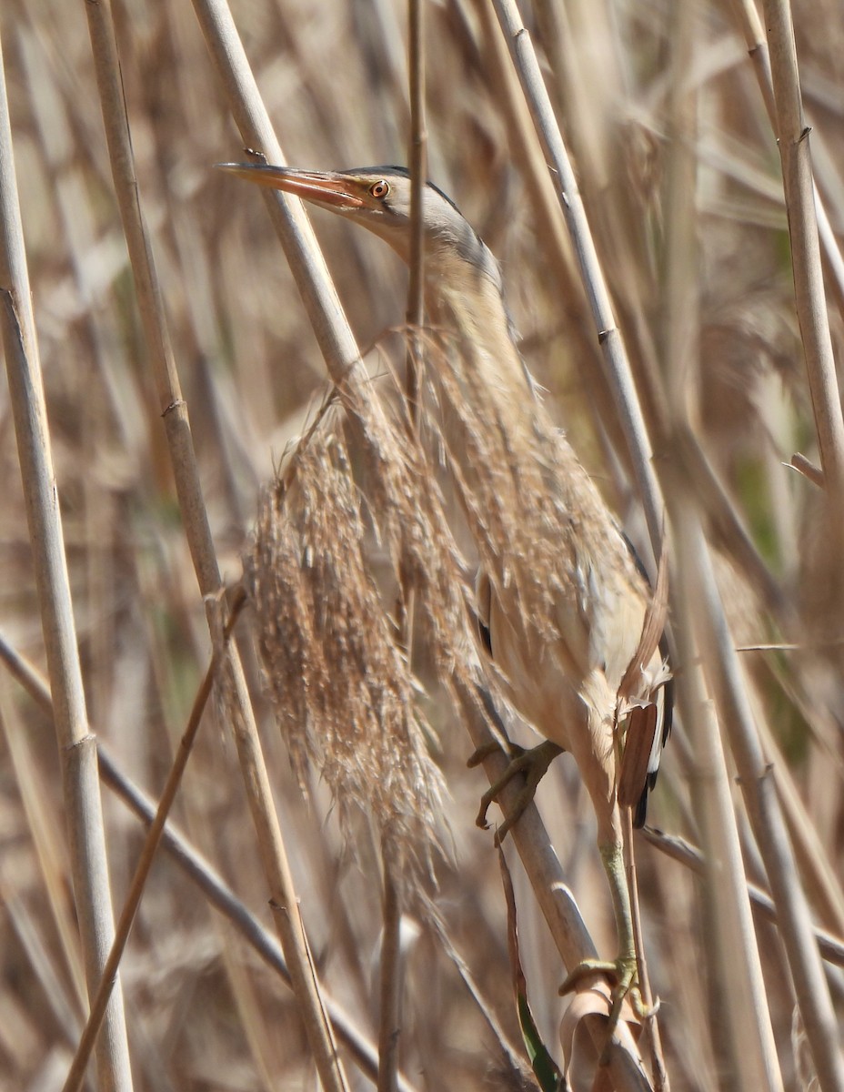 Little Bittern - ML643426741
