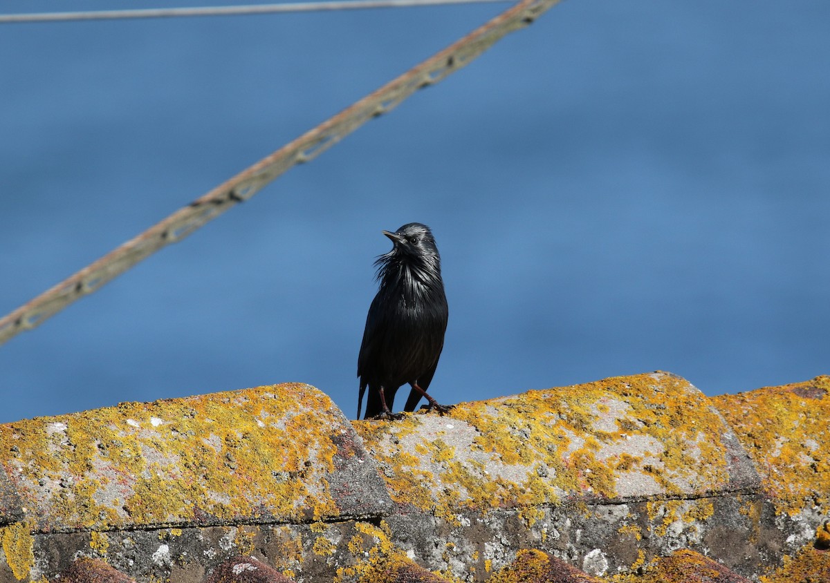 Spotless Starling - ML643426749