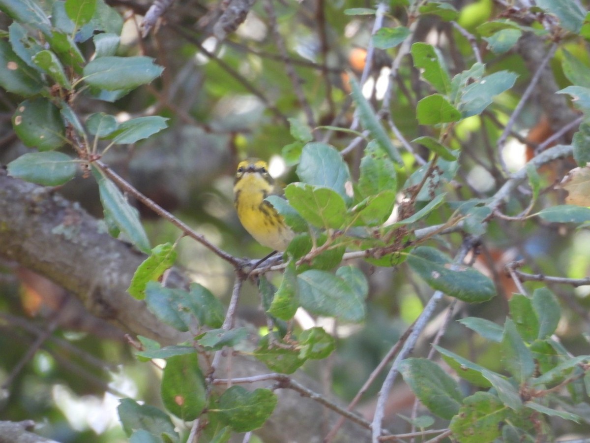 Townsend's Warbler - ML643426762