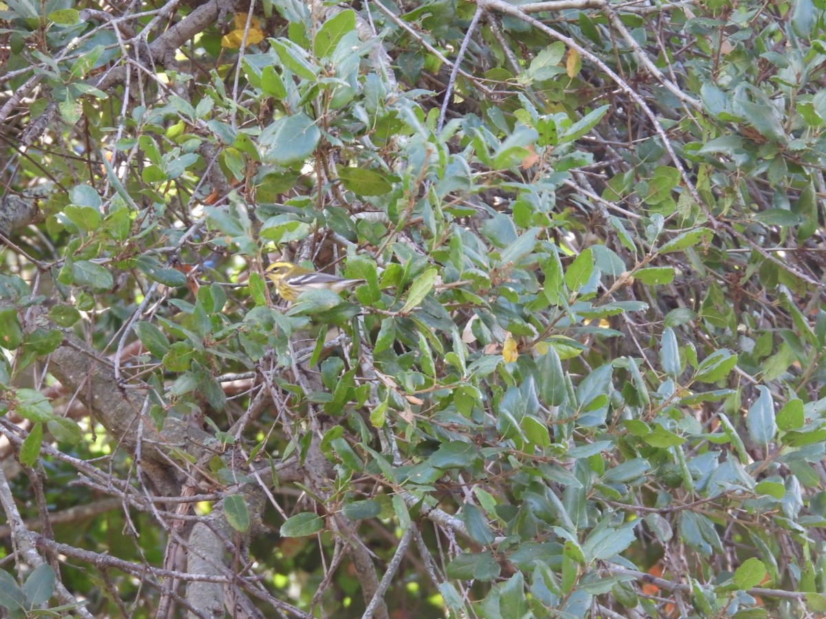 Townsend's Warbler - ML643426768