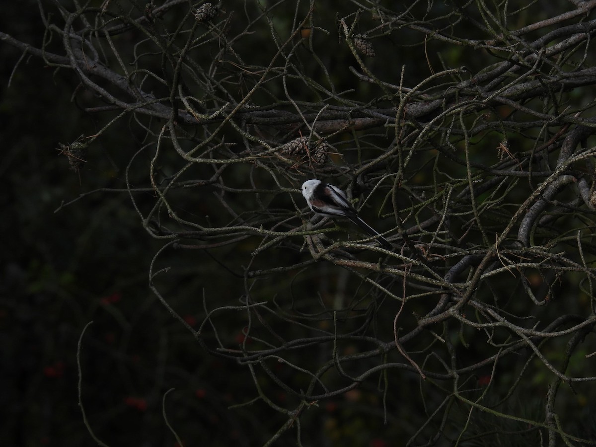 Long-tailed Tit - ML643426775