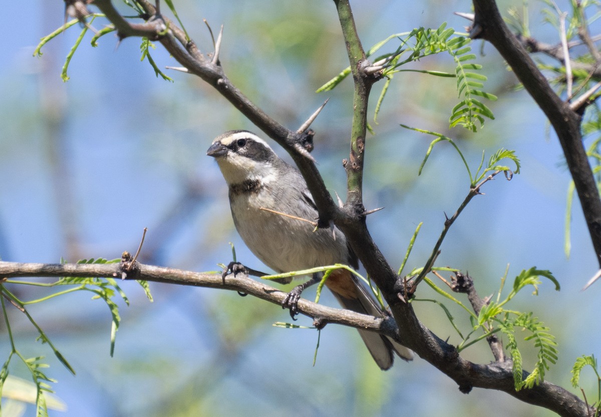 Ringed Warbling Finch - ML643426776